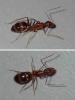 Camponotus sp.